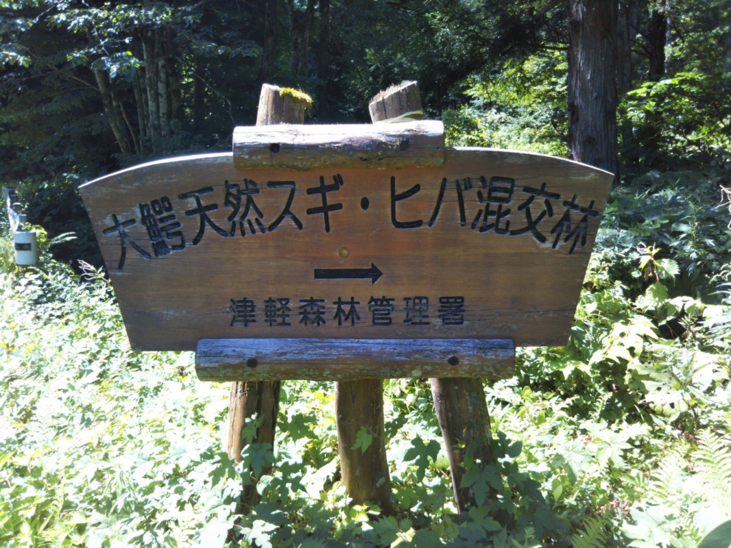 日本三大美林として知られる「青森ヒバ」「秋田杉」