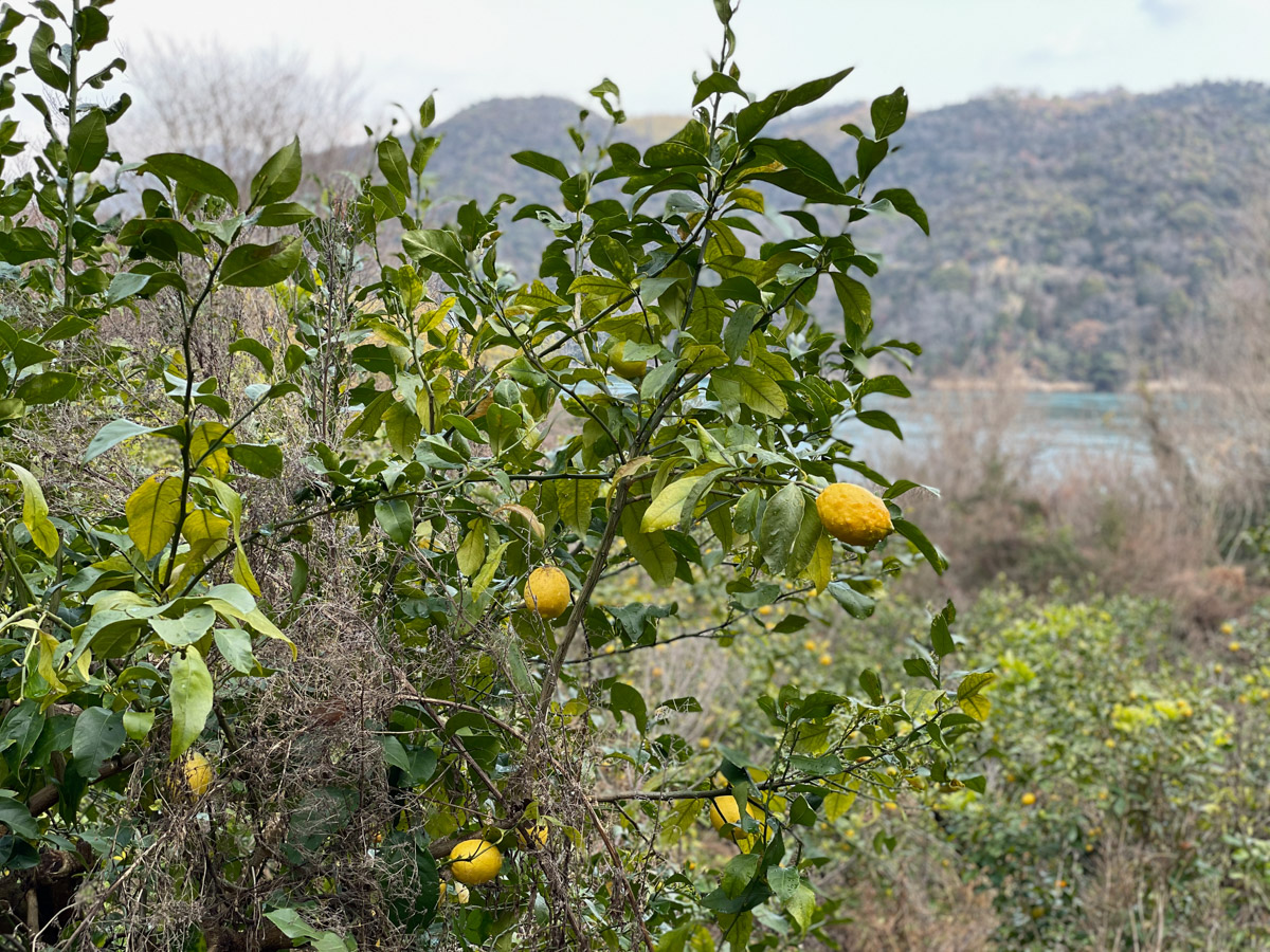 しまなみ名物のレモンがあちこちに栽培されていた
