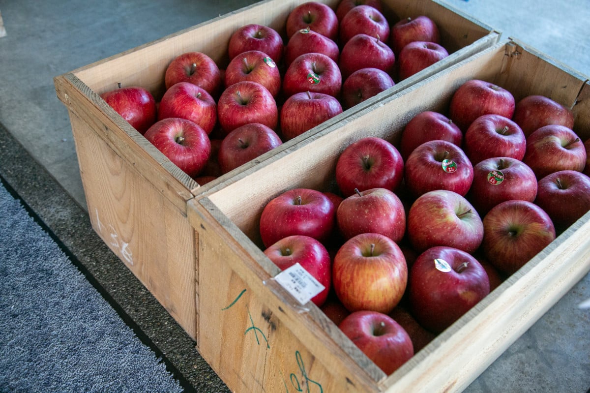 青森といえば、のリンゴ。ちなみにお隣の弘前が全国の6割を生産しているのだという。