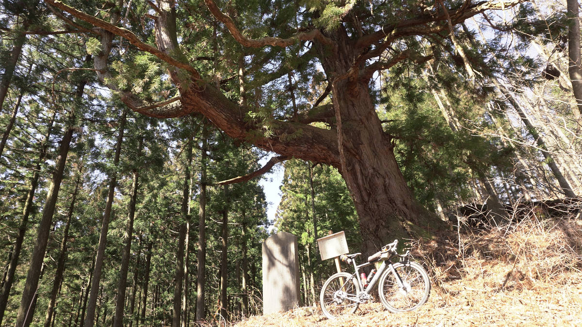 樹齢約500年の五郎の大杉