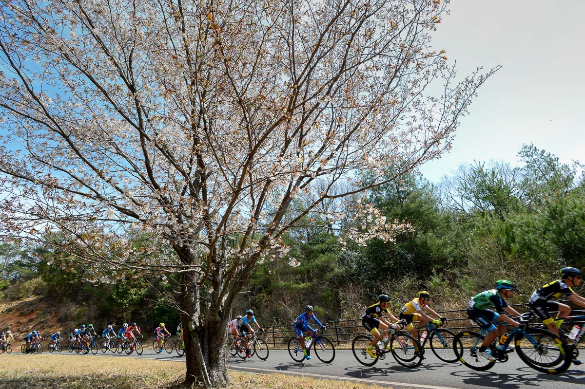 コース沿いに点在する桜