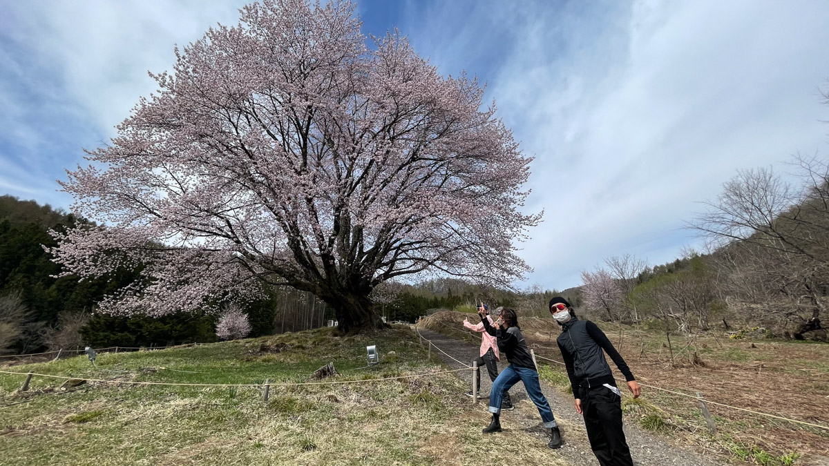 ちょうど満開の巨木「天王桜」を見物した