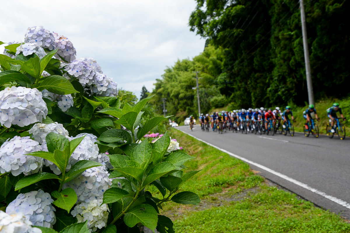 コース沿いに咲く紫陽花が満開