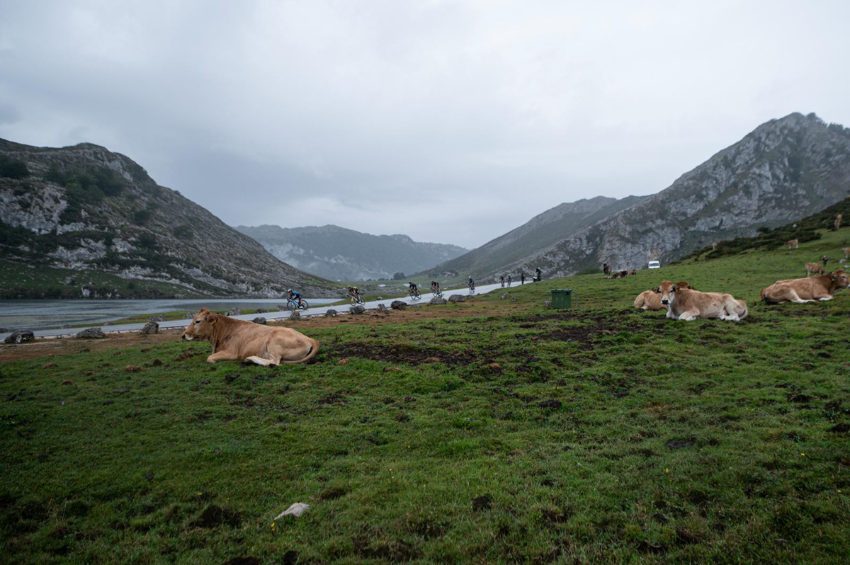 超級山岳ラゴス・デ・コバドンガの放牧牛がレースを見守る