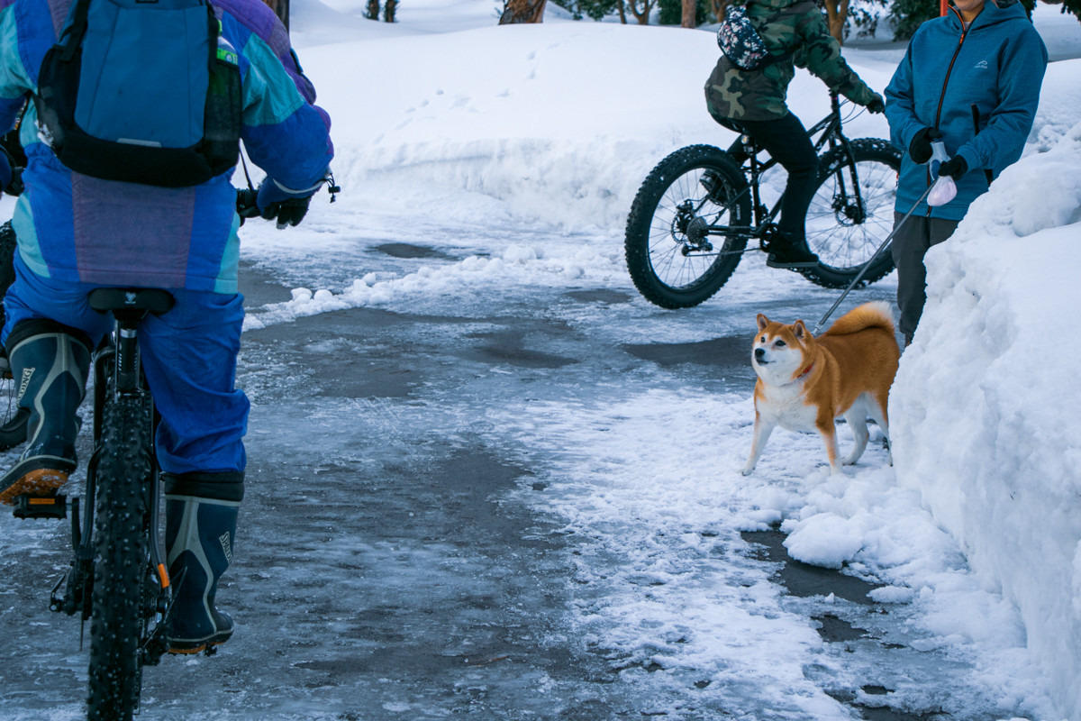 お散歩中の柴犬に不思議な目で見られてしまうファットバイカーズ