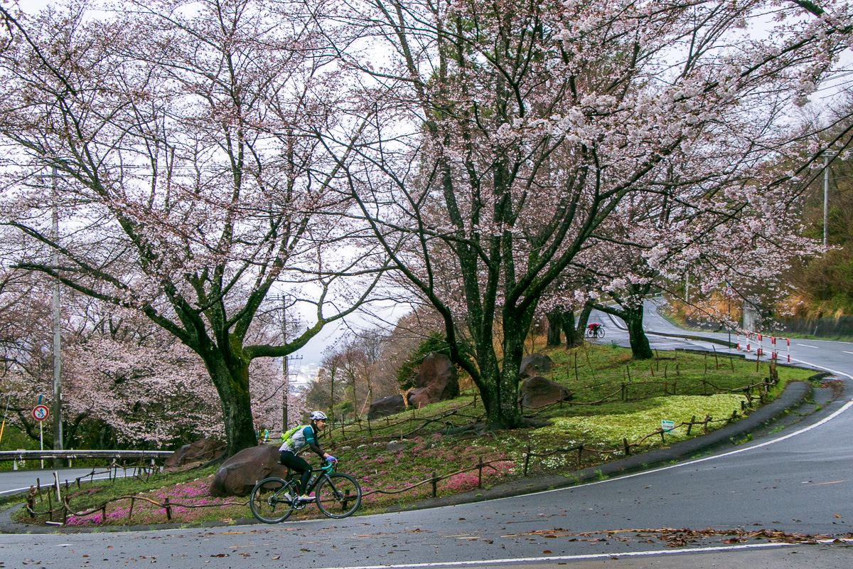 桜咲くつづら折れを登っていきます