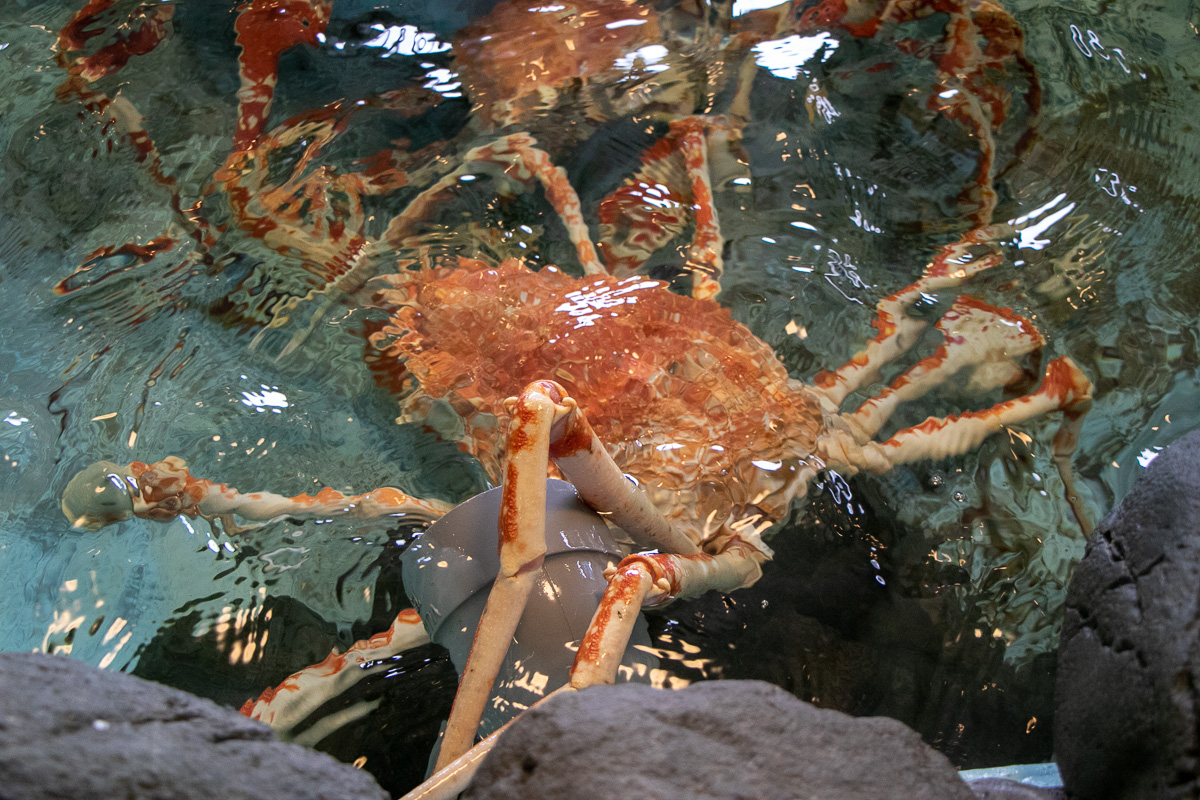 タカアシガニが生け簀に!