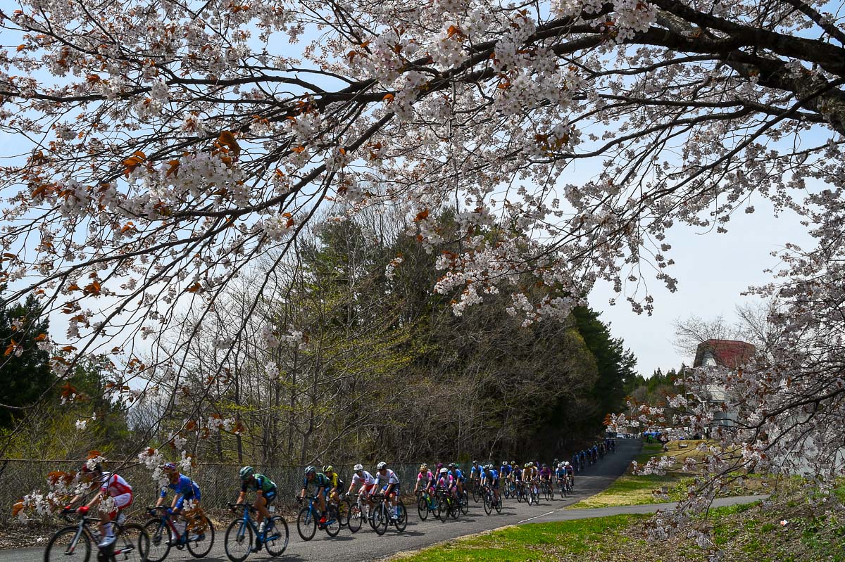 山桜が満開の群馬CSC