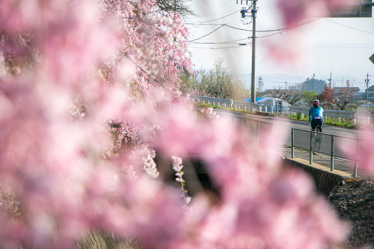 満開の枝垂桜を横目に走っていきます