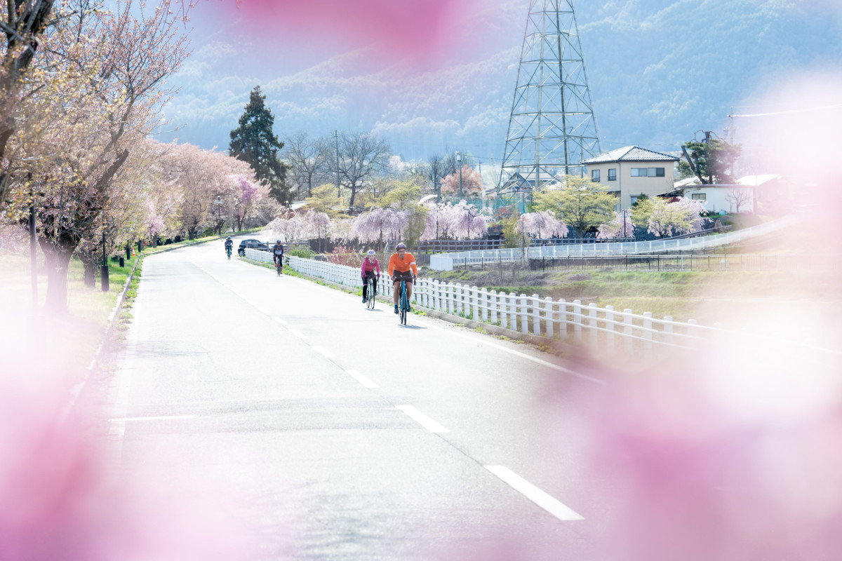 ４月。桜咲くなか走る桜のAACR