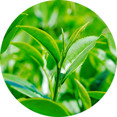 有機栽培された抹茶が素材に選定されている