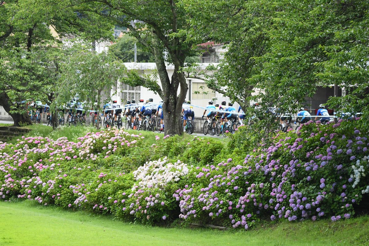 コース沿いに紫陽花が咲く