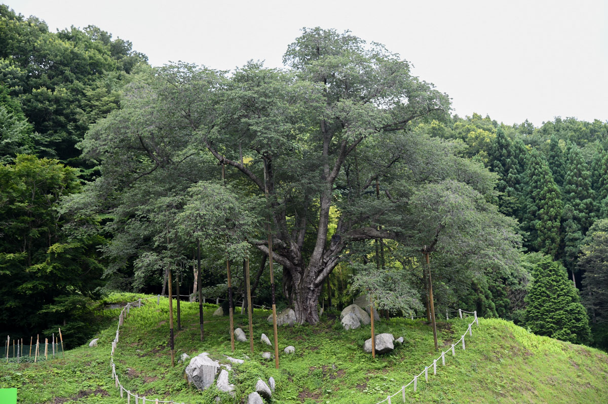 樹齢400年と言われる「越代のサクラ」