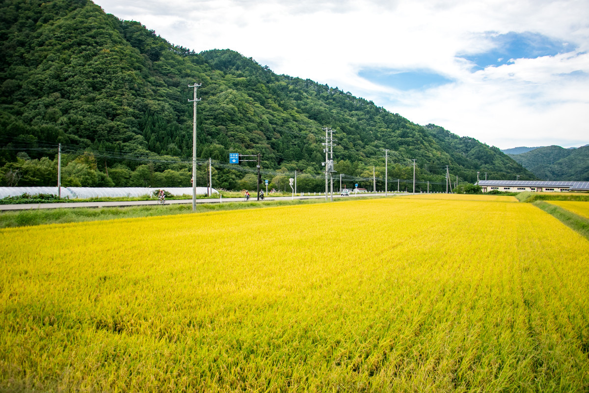 もう少しで収穫を迎えそうな黄金の田んぼ