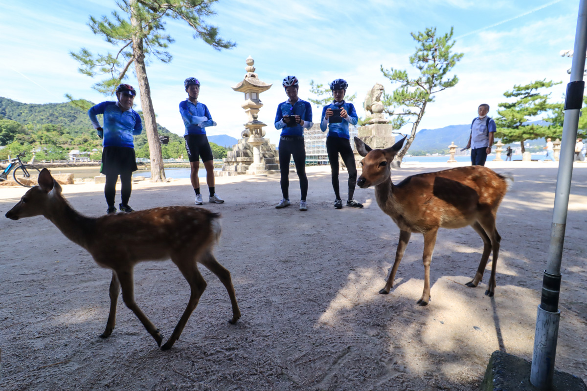 厳島神社の参道では鹿が迎えてくれた