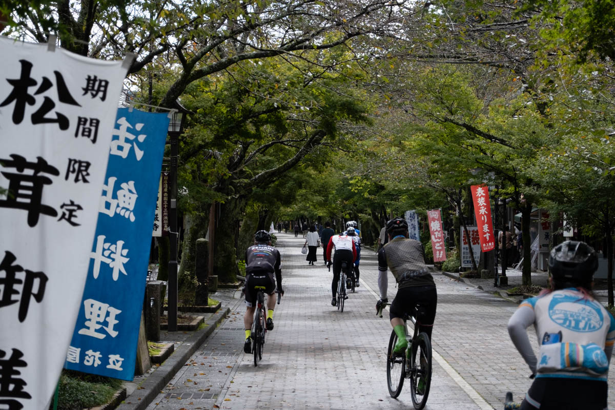 紅葉シーズンが待ち遠しい参道