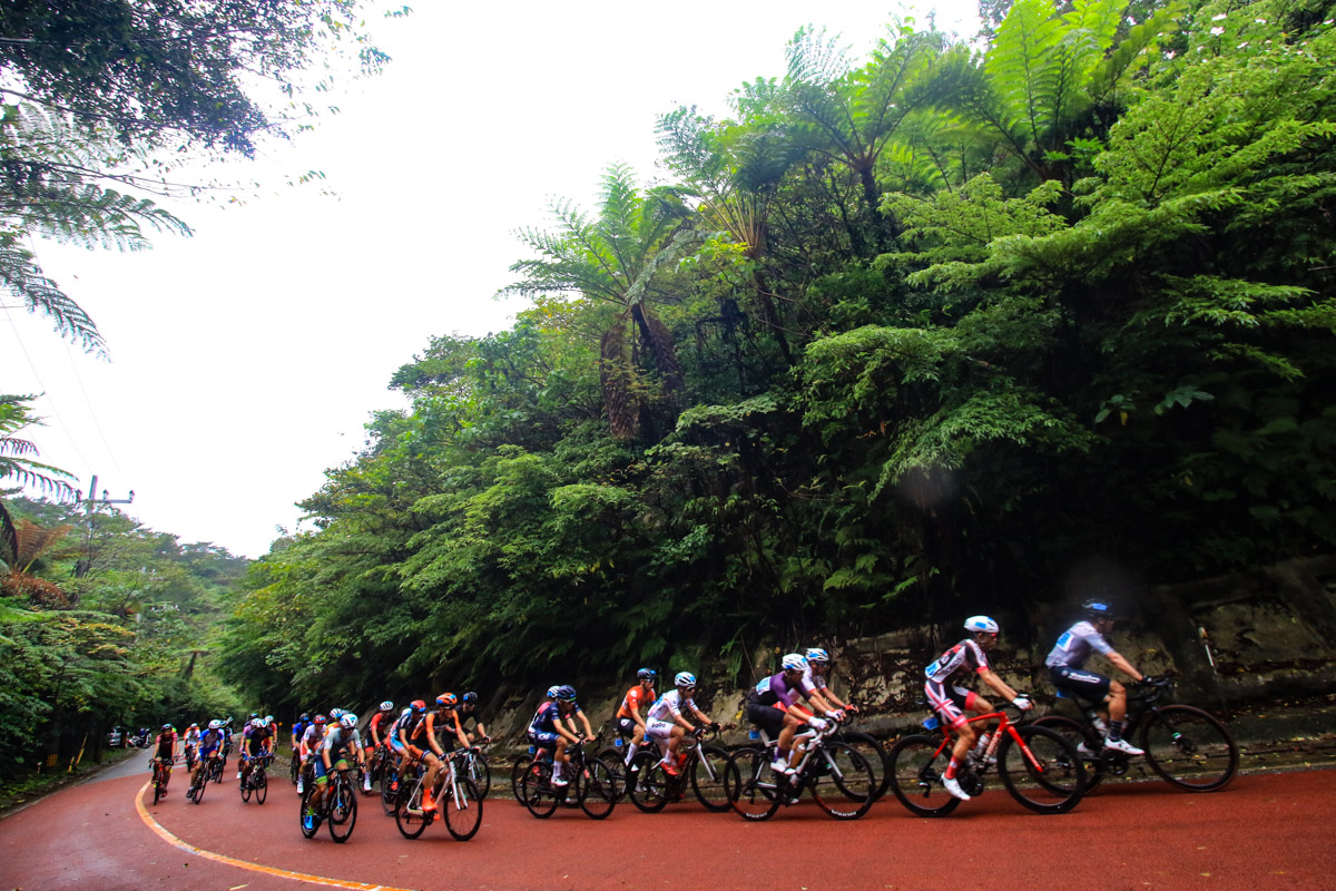 ヒカゲヘゴ繁る与那の坂を登る市民140kmマスターズの集団