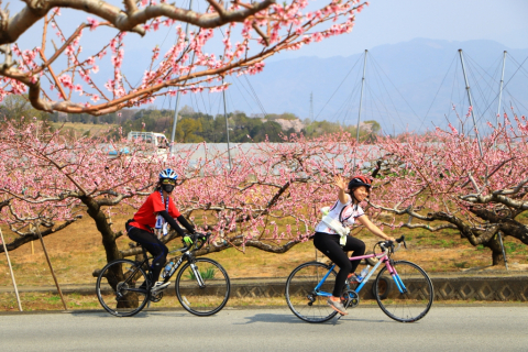 まさに桃源郷ライド 満開の花々で華やかに色づく甲府盆地を満喫した桃と桜のサイクリング 桃と桜のサイクリング実走レポート 前編 Cyclowired